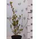 Sárgatarka aranyvessző Forsythia viridissima 'Kumson' K2