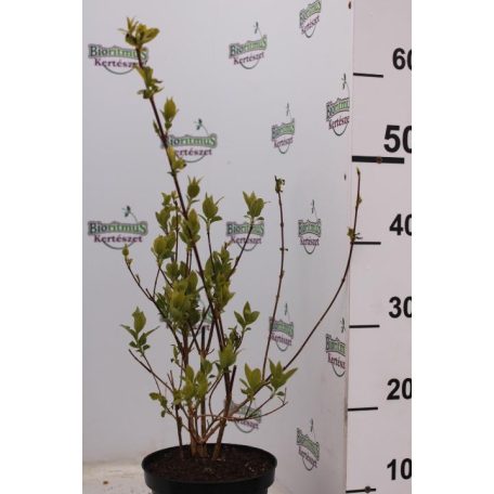 Sárgatarka aranyvessző Forsythia viridissima 'Kumson' K2