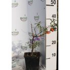 Homoktövis Askola termő, Hippophae rhamnoides 'Askola'