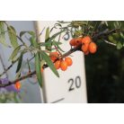 Homoktövis Askola termő, Hippophae rhamnoides 'Askola'