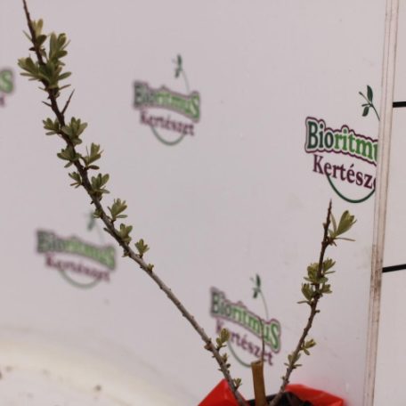 Homoktövis, termős Hippophae rhamnoides 'Leikora'