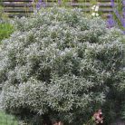 Homoktövis, porzós Hippophae rhamnoides 'Pollmix'