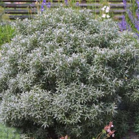 Homoktövis, porzós Hippophae rhamnoides 'Pollmix'