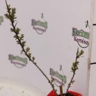 Homoktövis, porzós Hippophae rhamnoides 'Pollmix'