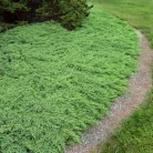 Zöld törpe kúszó boróka Juniperus procumbens 'Nana' K 2 lit