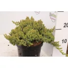 Zöld törpe kúszó boróka Juniperus procumbens 'Nana' K 2 lit