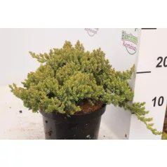   Zöld törpe kúszó boróka Juniperus procumbens 'Nana' K 2 lit