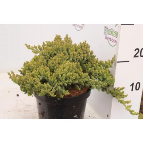 Zöld törpe kúszó boróka Juniperus procumbens 'Nana' K 2 lit