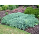 Kék kúszó boróka Juniperus squamata 'Blue Carpet' 