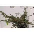 Kék kúszó boróka Juniperus squamata 'Blue Carpet' 