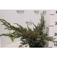   Kék kúszó boróka Juniperus squamata 'Blue Carpet' 