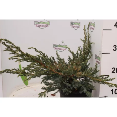 Kék kúszó boróka Juniperus squamata 'Blue Carpet' 