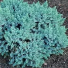 Himalájai törpe boróka Juniperus sqamata 'Blue Star'  