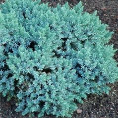   Himalájai törpe boróka Juniperus sqamata 'Blue Star'  