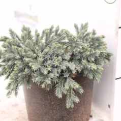   Himalájai törpe boróka Juniperus sqamata 'Blue Star'  