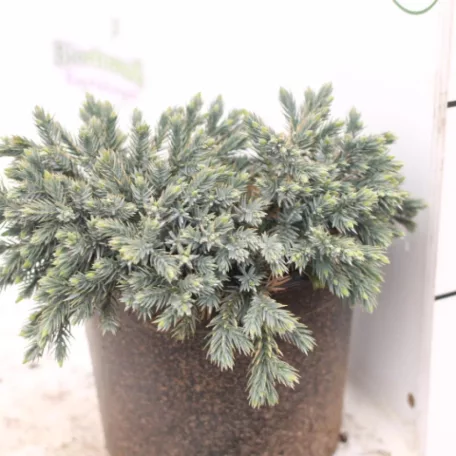 Himalájai törpe boróka Juniperus sqamata 'Blue Star'  