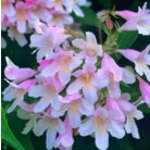 Viráglonc Kolkwitzia amabilis Pink Cloud