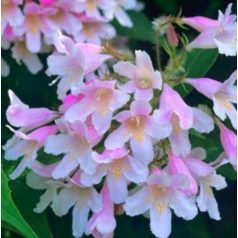 Viráglonc Kolkwitzia amabilis Pink Cloud