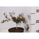 Viráglonc Kolkwitzia amabilis Pink Cloud