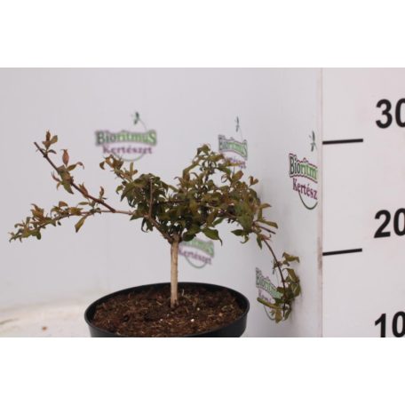 Viráglonc Kolkwitzia amabilis Pink Cloud