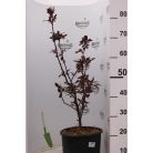 Vöröslevelű díszalma Malus Royalty K12 lit.