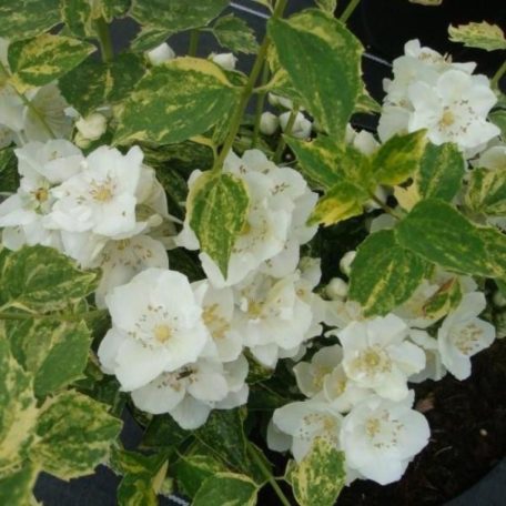 Tarkalevelű jezsámen Philadelphus 'Innocence'