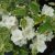 Tarkalevelű jezsámen Philadelphus 'Innocence'