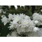 Teltvirágú jezsámen Philadelphus x virginalis 'Schneesturm'