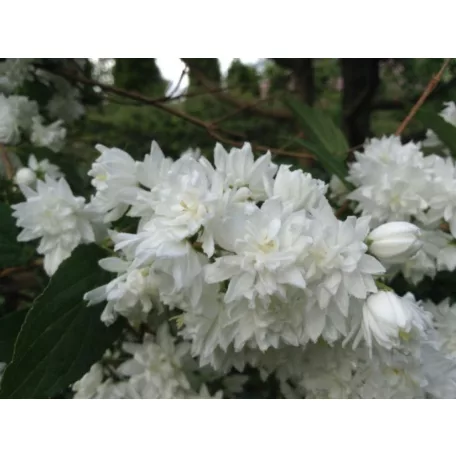 Teltvirágú jezsámen Philadelphus x virginalis 'Schneesturm'