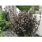 Törpe hólyagvessző Physocarpus opulifolius Little Devil