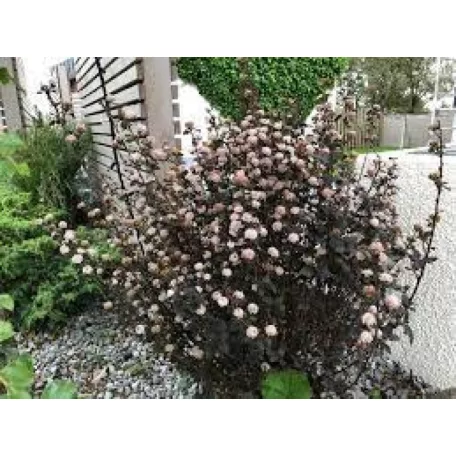 Törpe hólyagvessző Physocarpus opulifolius Little Devil