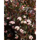 Törpe hólyagvessző Physocarpus opulifolius Little Devil