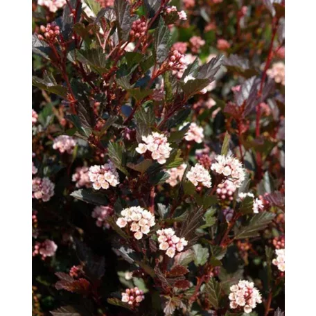 Törpe hólyagvessző Physocarpus opulifolius Little Devil