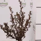 Törpe hólyagvessző Physocarpus opulifolius Little Devil