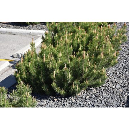 Havasi törpefenyő Pinus mugo var. 'Pumilio'K2 15/20