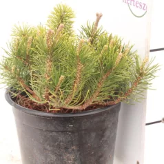 Havasi törpefenyő Pinus mugo Pumilio K2