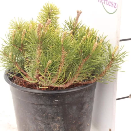 Havasi törpefenyő Pinus mugo Pumilio K2