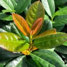 Babérmeggy Antonius Prunus laurocerasus 'Antonius' FL