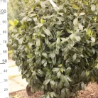 Babérmeggy Antonius Prunus laurocerasus 'Antonius' FL