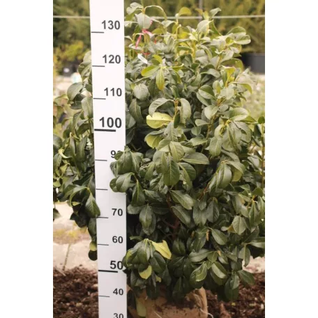 Babérmeggy Etna Prunus laurocerasus Etna FL 100/125cm