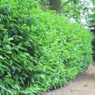 Novita babérmeggy Prunus laurocerasus 'Novita' 125/150cm