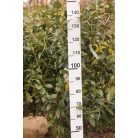 Novita babérmeggy Prunus laurocerasus 'Novita' 125/150cm