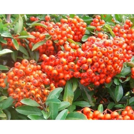 Narancsbogyójú tűztövis Pyracantha x 'Orange Charmer'