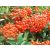 Narancsbogyójú tűztövis Pyracantha x 'Orange Charmer'