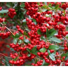   Piros bogyójú tűztövis Pyracantha cocc. 'Red Column'