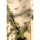 Piros bogyójú tűztövis Pyracantha cocc. Red Column K2 30/40