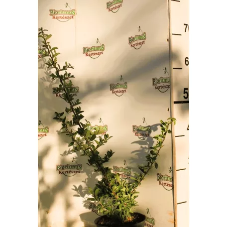 Piros bogyójú tűztövis Pyracantha cocc. Red Column K2 30/40