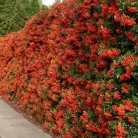 Narancssárga törpe tűztövis Pyracantha Teton K2 20/30