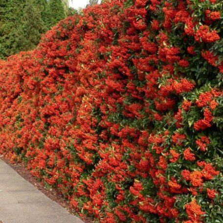 Narancssárga törpe tűztövis Pyracantha Teton K2 20/30