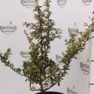 Narancssárga törpe tűztövis Pyracantha Teton K2 20/30
